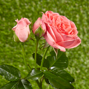 Trandafir de strat, sădite în grup, poate fii un petec de culoare în grădină.